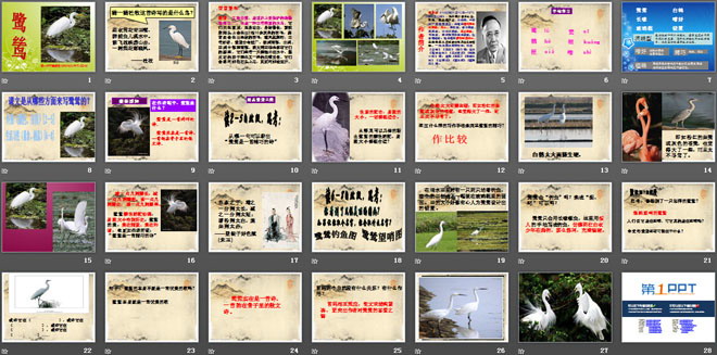 《鹭鸶》PPT课件3
