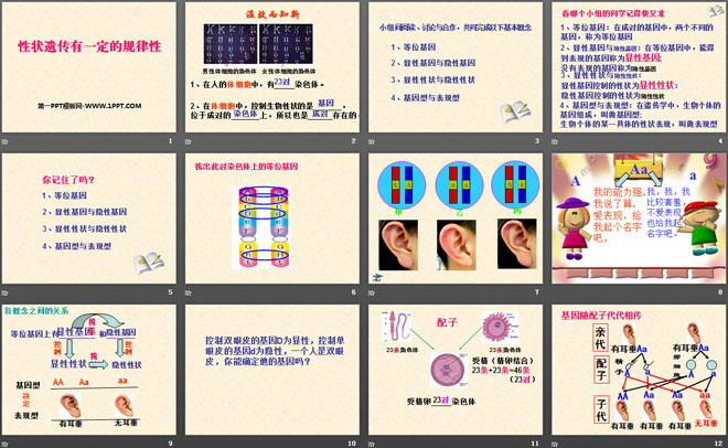 《性状遗传有一定的规律性》PPT课件