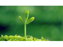 六张植物嫩芽PPT背景图片