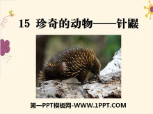 《珍奇的动物——针鼹》PPT课件