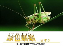 《绿色蝈蝈》PPT课件5