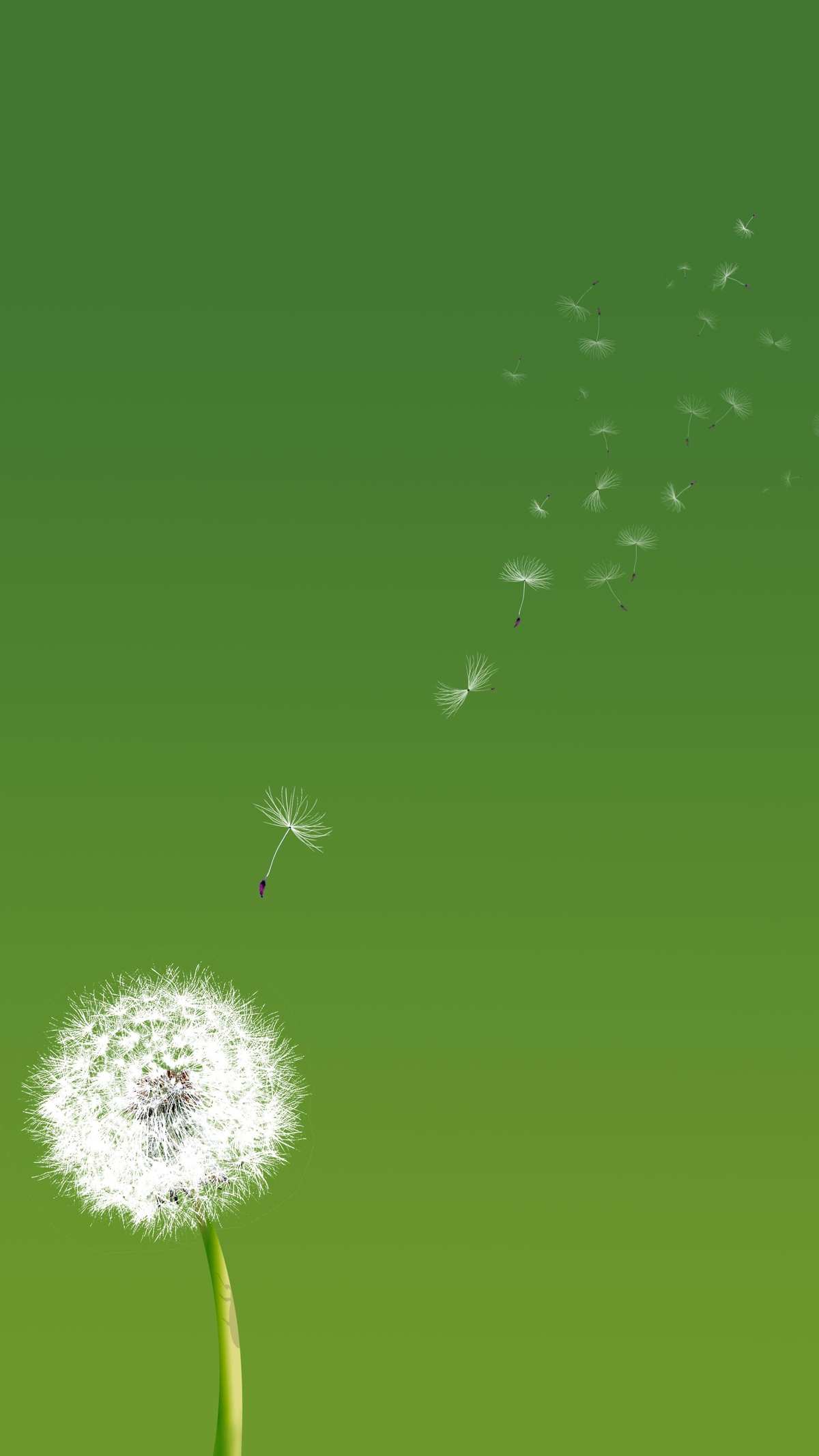 蒲公英ppt.ppt