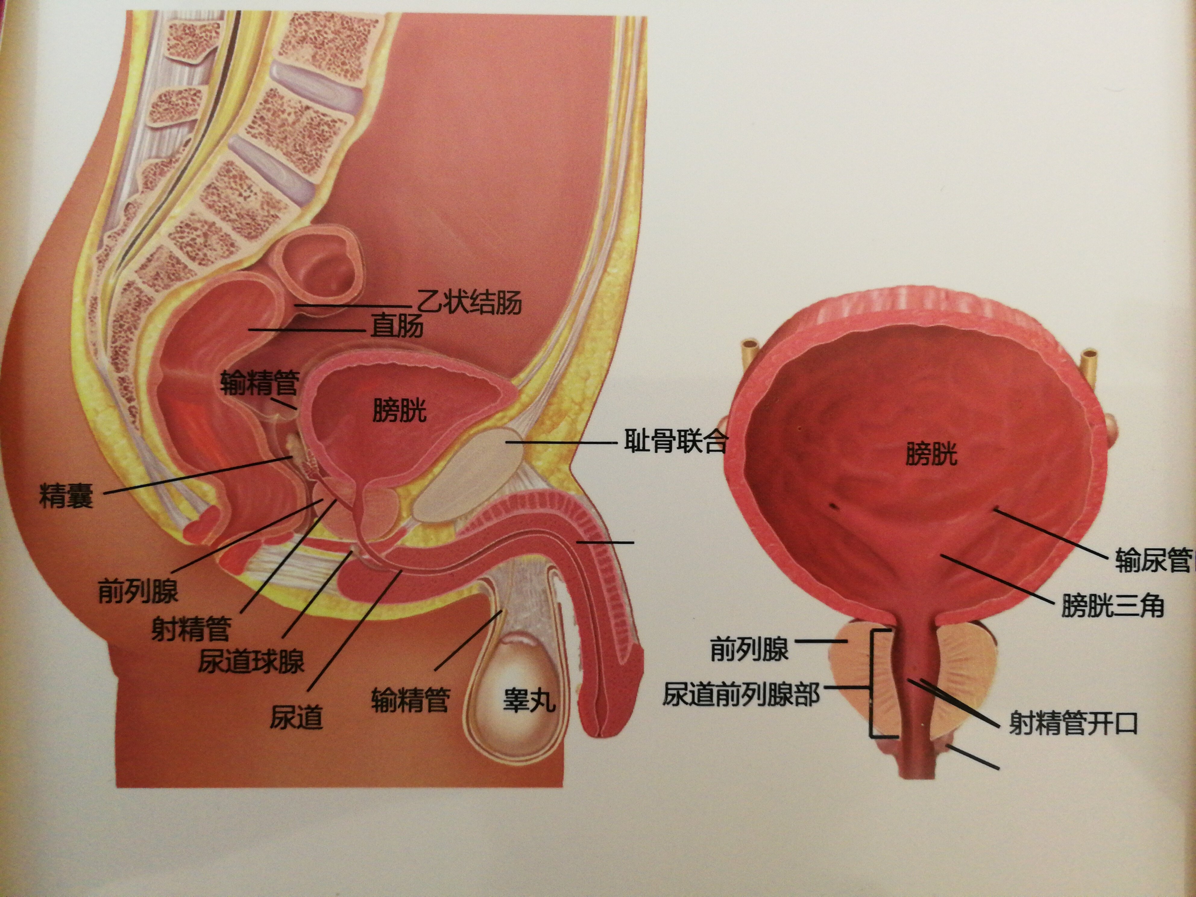 ppt素材