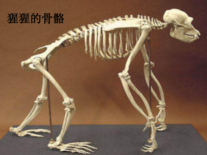 腔肠动物和扁形动物ppt