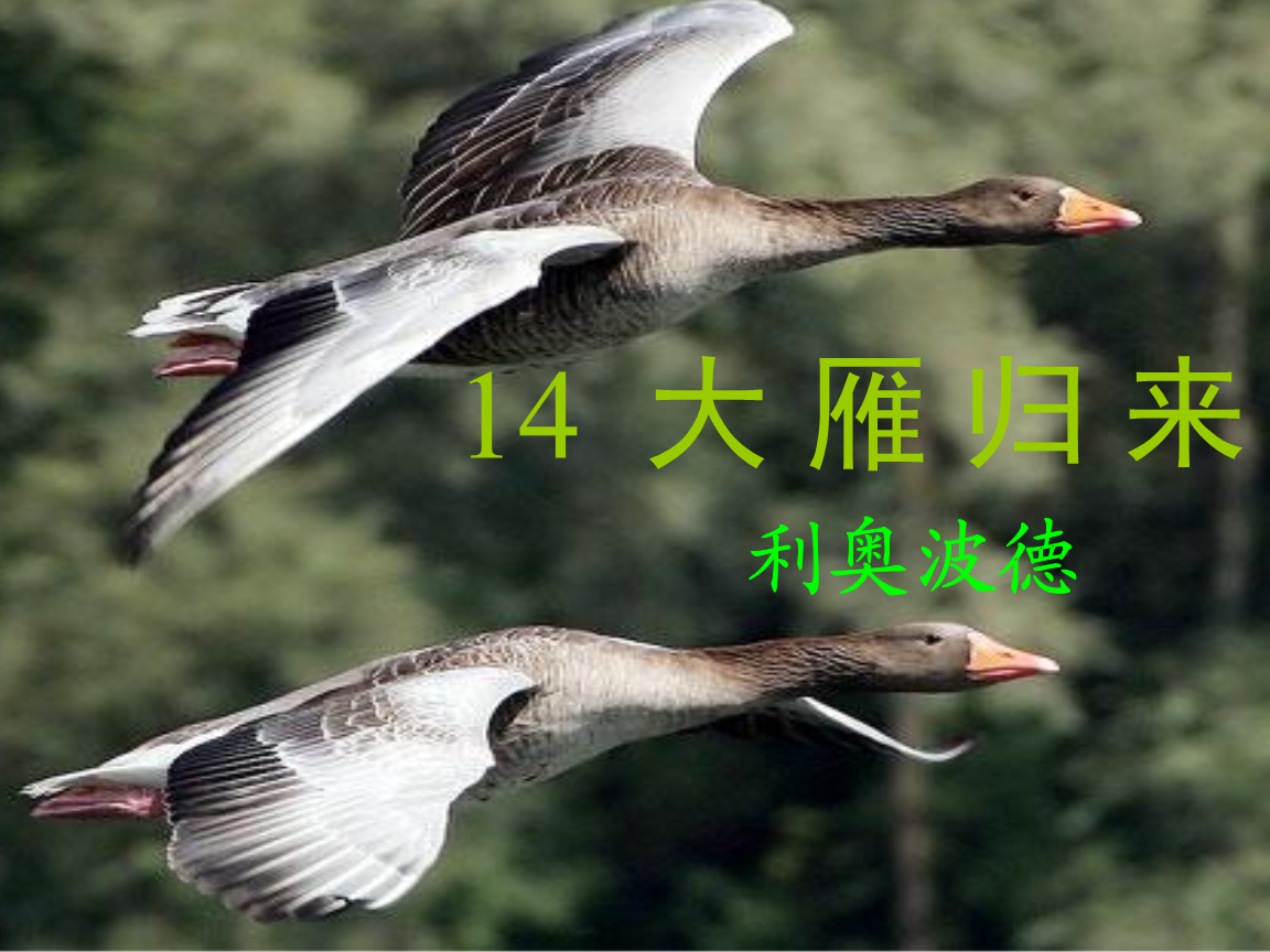 大雁归来ppt