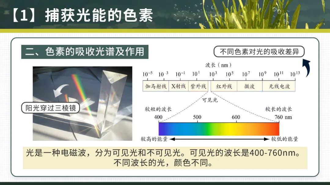 高中生物必修一课件