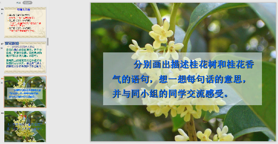 语文桂花雨ppt免费下载精选版