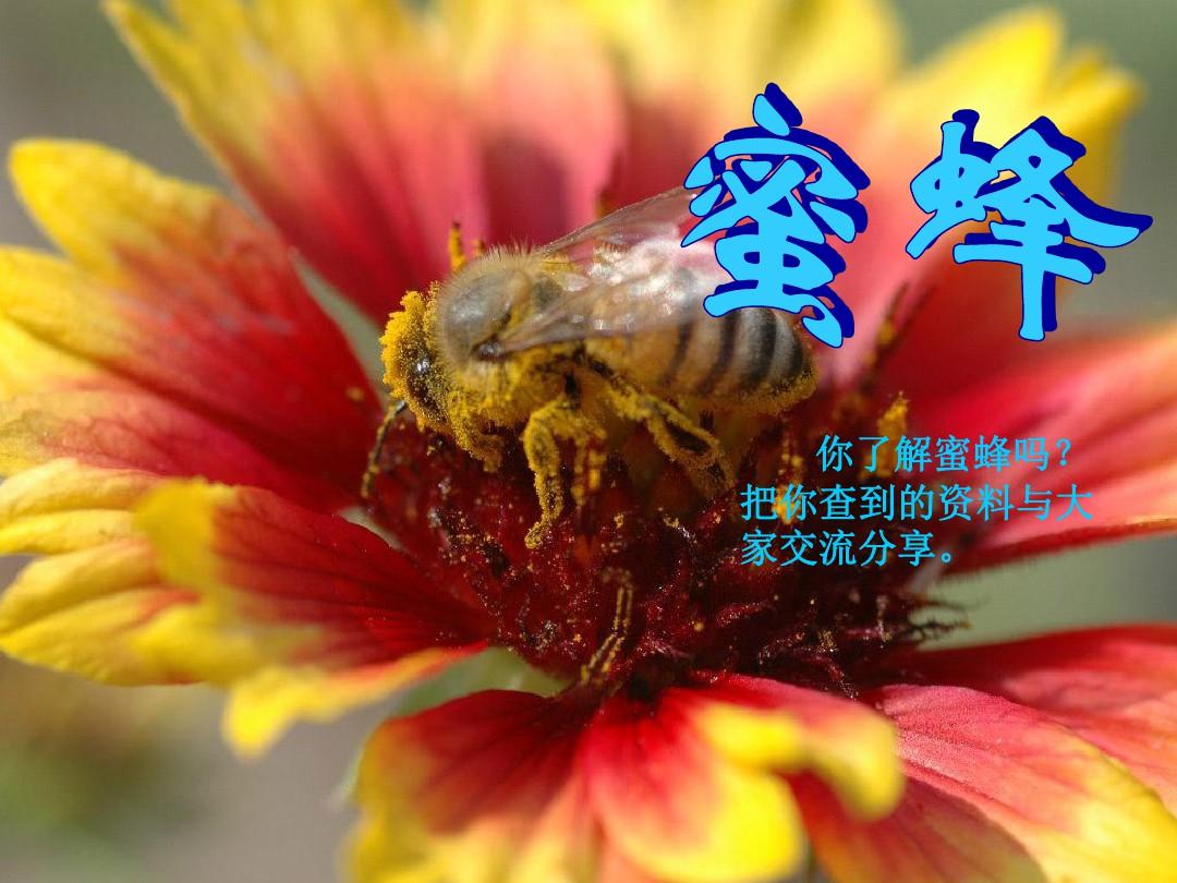 蜜蜂ppt