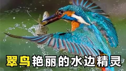 翠鸟ppt