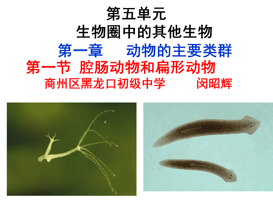 腔肠动物和扁形动物ppt